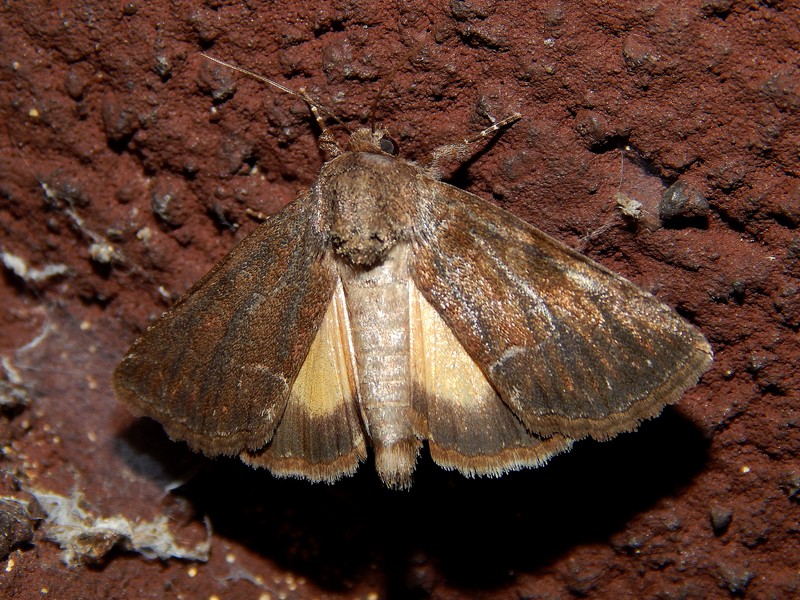 Aiuto ID falena n5